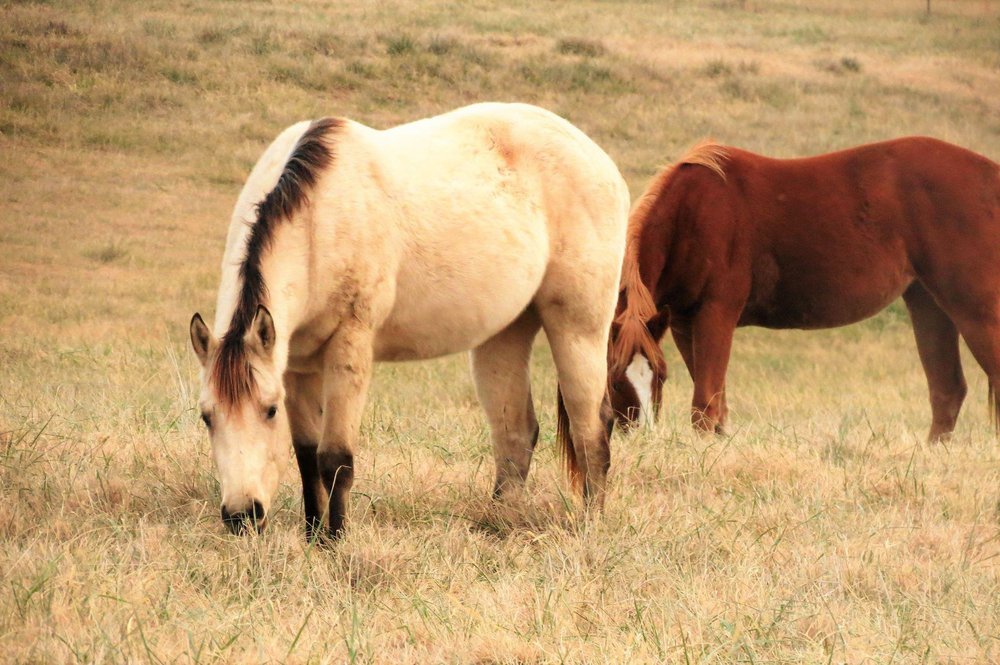 Whiskey Gap Ranch - equestrian in Adair, OK