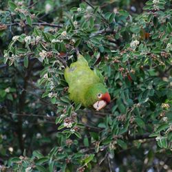The Parrots of Telegraph Hill