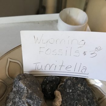 Antares Fossils & Minerals - Wyoming fossils - turritella - $3.00 - Gemstones & Minerals Near Me - Evanston, Wyoming Antares Fossils & Minerals - Wyoming fossils - turritella - $3.00 - Gemstones & Minerals Near Me - Evanston, Wyoming