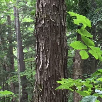 Hartwick Pines State Park - So many interesting things to see ... If you're looking. - Campgrounds Near Me - Grayling, Michigan