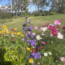 Butterfly garden