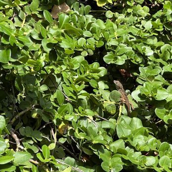 Star Noodle - Enjoying nature by the water - Asian Fusion Near Me - Lahaina, Hawaii