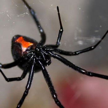 BugsBGoneSC - Black Widow Spider - Pest Control Near Me - Fort Mill, South Carolina