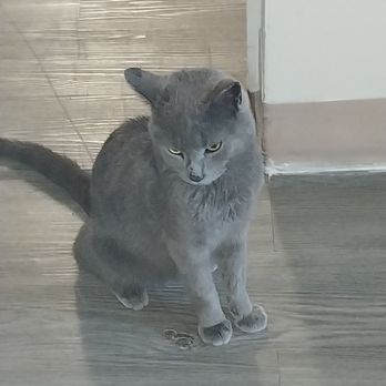 Intuitive Petsitting - Pet Sitting Near Me - Philadelphia, Pennsylvania