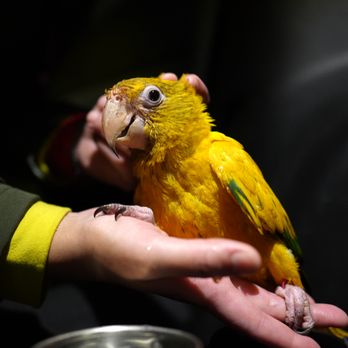 PETVous - Bird Shops Near Me - West Miami, Florida