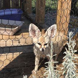 Fox