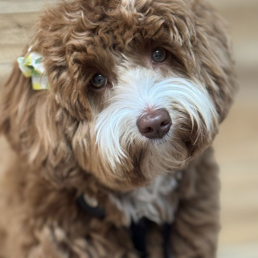 My Australian Labradoodle Izzy