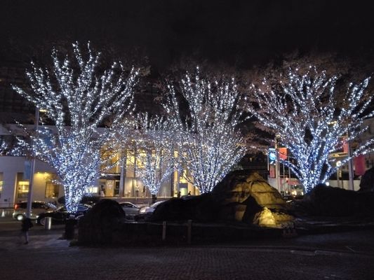 The Oak Door by null