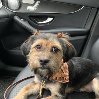 Kara's Paw-Fect Grooming Salon - Pet Groomers Near Me - Syracuse, New York