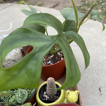CA Succulent Garden - Nurseries & Gardening Near Me - Placentia, California