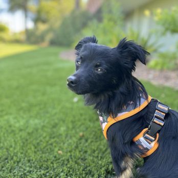 West Valley Animal Rescue - Animal Shelters Near Me West Valley Animal Rescue - Animal Shelters Near Me