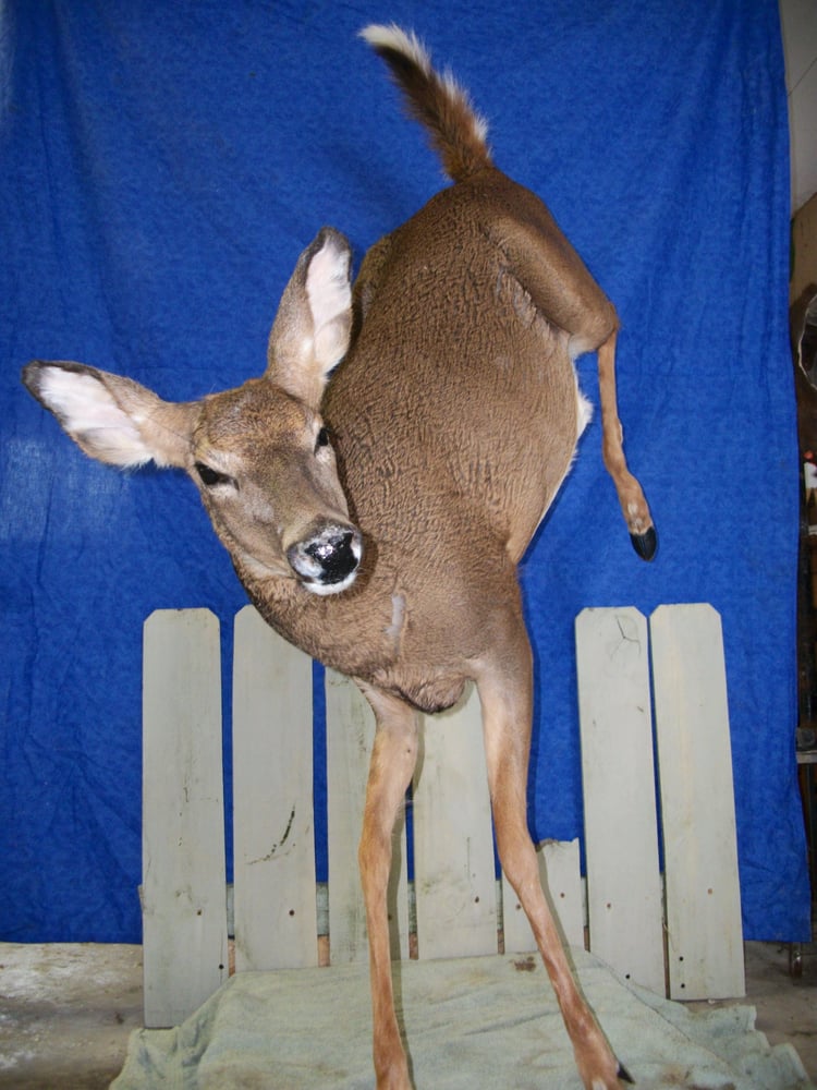 P-Burg Taxidermy - taxidermy in Spencer, IN