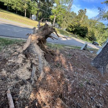 Lumberjack Tree Service - Stump removal - Tree Services Near Me