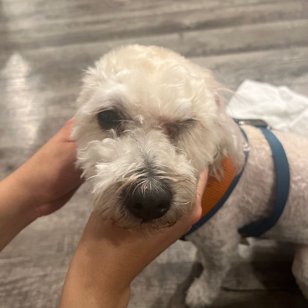 Bitches N Bubbles - This picture is 3 hours after his groom. - Pet Groomers Near Me - Long Beach, California Bitches N Bubbles - This picture is 3 hours after his groom. - Pet Groomers Near Me - Long Beach, California