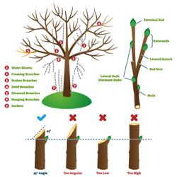 Neighborhood Handyman - There is a right way and a wrong way to trim a tree! Let us do the work for you.