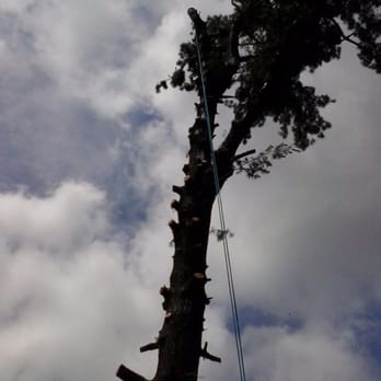Classic Tree Care - Tree Services Near Me Classic Tree Care - Tree Services Near Me