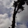 Photo of Classic Tree Care