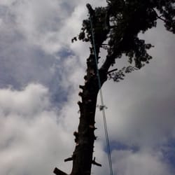 Classic Tree Care