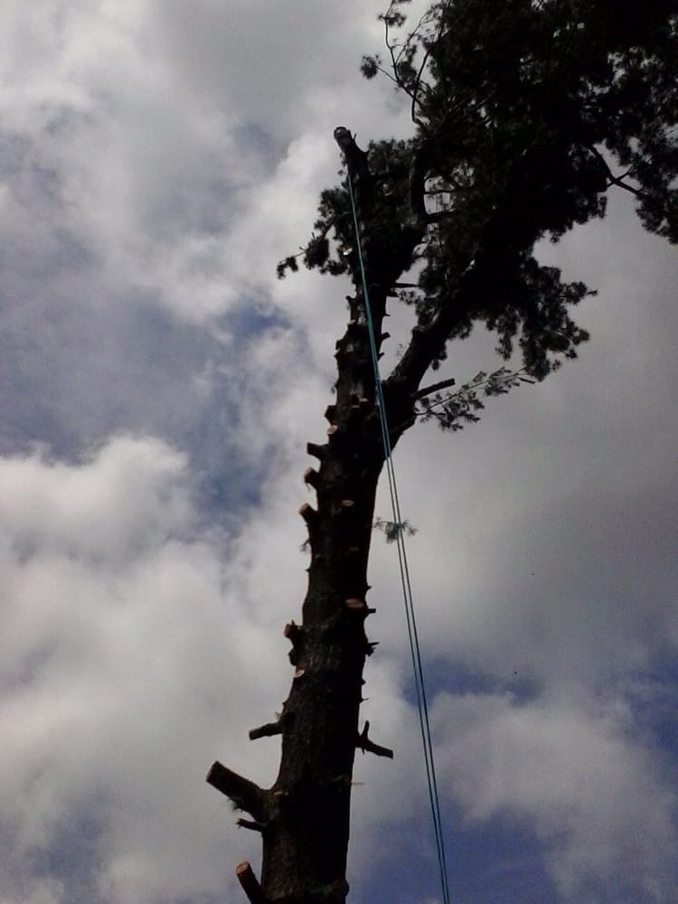 Classic Tree Care - tree service in Grand Rapids, MI