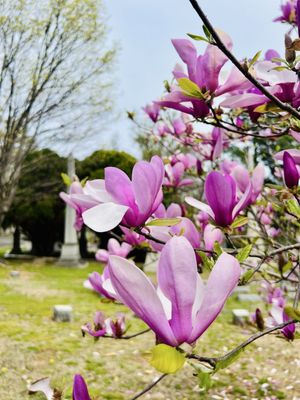 Hollywood Cemetery by null