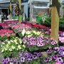 Photo of Coia's Garden Market