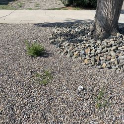 Sunbelt Landscape & Nursery