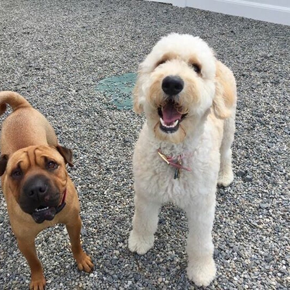 Greenleaf Pet Resort - Daycare during her stay. - Pet Sitting Near Me - Millstone, New Jersey Greenleaf Pet Resort - Daycare during her stay. - Pet Sitting Near Me - Millstone, New Jersey