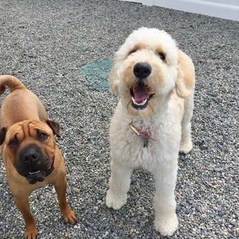 Greenleaf Pet Resort - Daycare during her stay. - Pet Sitting Near Me - Millstone, New Jersey Greenleaf Pet Resort - Daycare during her stay. - Pet Sitting Near Me - Millstone, New Jersey