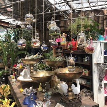 Flowers & Weeds - Beautiful air plant display! - Florists Near Me - Saint Louis, Missouri Flowers & Weeds - Beautiful air plant display! - Florists Near Me - Saint Louis, Missouri