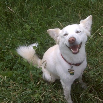 Bark Busters Home Dog Training Boulder - Aspen loves Bark Busters - Pet Training Near Me Bark Busters Home Dog Training Boulder - Aspen loves Bark Busters - Pet Training Near Me