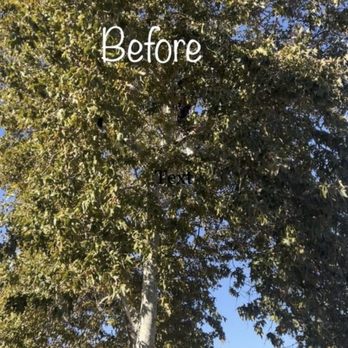 Art's Tree Service - Tree Services Near Me Art's Tree Service - Tree Services Near Me