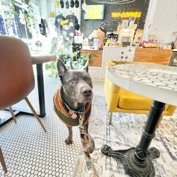 787 Coffee - a dog wearing a sweater - Coffee & Tea Near Me - Brooklyn, New York