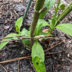 Elizabeth Wolfe Park - Monarch larvae on milkweed