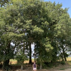 Thomas Tree Solutions