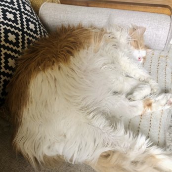 7 Seven Cleaning Services - Floof cat - Home Cleaning Near Me 7 Seven Cleaning Services - Floof cat - Home Cleaning Near Me