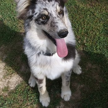 Alpha Dog Grooming - Pet Groomers Near Me Alpha Dog Grooming - Pet Groomers Near Me