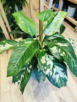 Gia and the Blooms -OTR by null