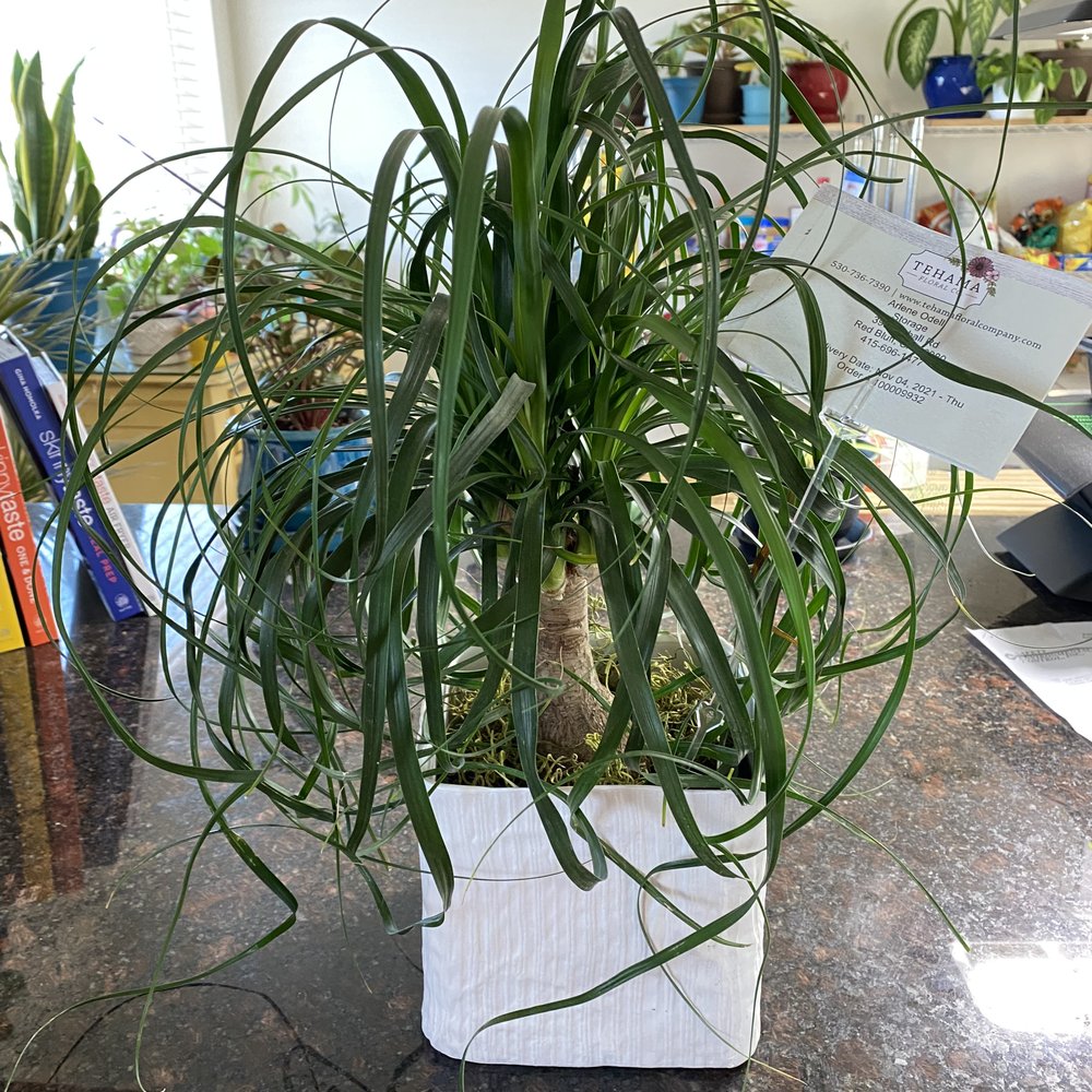 Westside Flowers Red Bluff Ca Best Flower Site