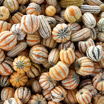 McGrath Brothers Great Pacific Pumpkins - Pumpkin Patches Near Me - Ventura, California McGrath Brothers Great Pacific Pumpkins - Pumpkin Patches Near Me - Ventura, California