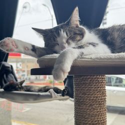 The Catmosphere