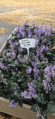 Pickford's Sundries by null