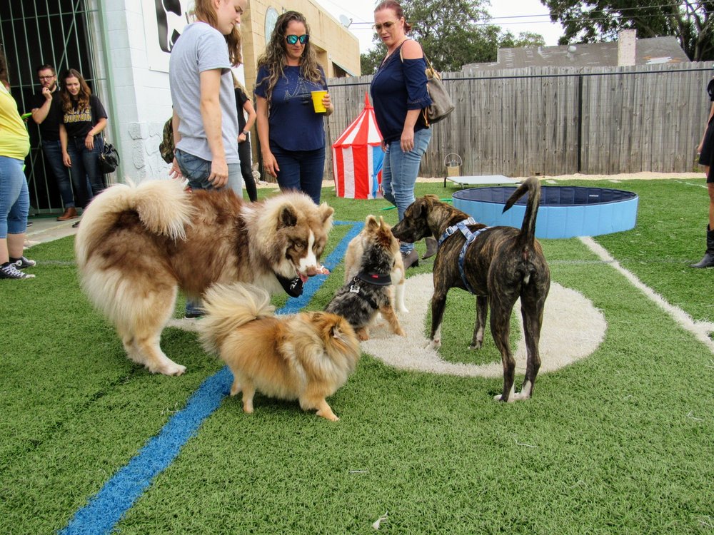 J.TAILS 30 Photos & 10 Reviews Dog Walkers 2616 6th Ave S, Saint