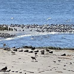 Alameda Beach - Elsie Roemer Bird Sanctuary