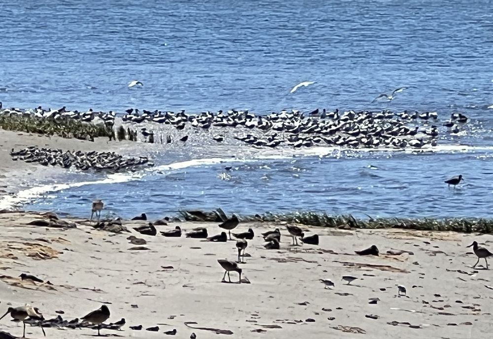 Alameda Beach