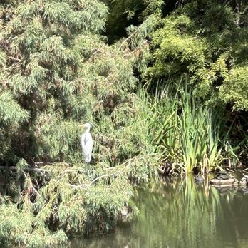 Arboretum and Botanical Garden - Birds & turtles. - Botanical Gardens Near Me - Fullerton, California Arboretum and Botanical Garden - Birds & turtles. - Botanical Gardens Near Me - Fullerton, California
