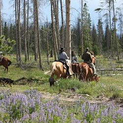 Whistling Elk Ranch - Horseback riding