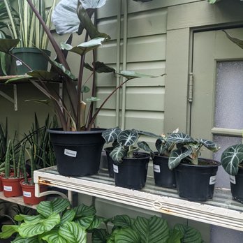 Clement Nursery - Alocadsias and calatheas - Nurseries & Gardening Near Me - San Francisco, California Clement Nursery - Alocadsias and calatheas - Nurseries & Gardening Near Me - San Francisco, California