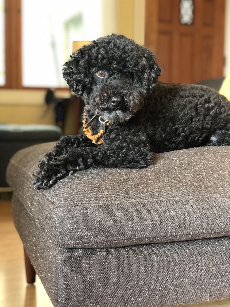 MARCELLA’S MOBILE PET GROOMING Updated July 2024 14 Photos & 18