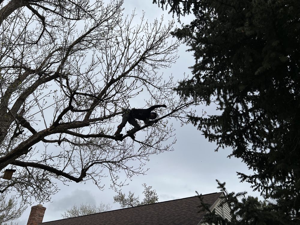 Tannenbaum Tree Care - tree service in Denver, CO