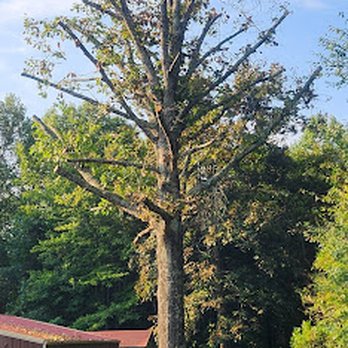 A Plus Tree Care - Tree Services Near Me - Lafayette, Tennessee A Plus Tree Care - Tree Services Near Me - Lafayette, Tennessee